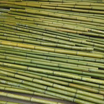 新鲜绿色天然竹子大竹竿粗竹装饰花艺婚庆竹竿竹筒竹架子框架工艺