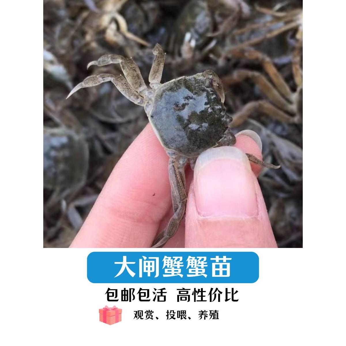 淡水蟹苗观赏小螃蟹河蟹狗头河豚乌龟宠物蟹深水蟹活体爬宠迷你蟹 节庆用品/礼品 路引 原图主图