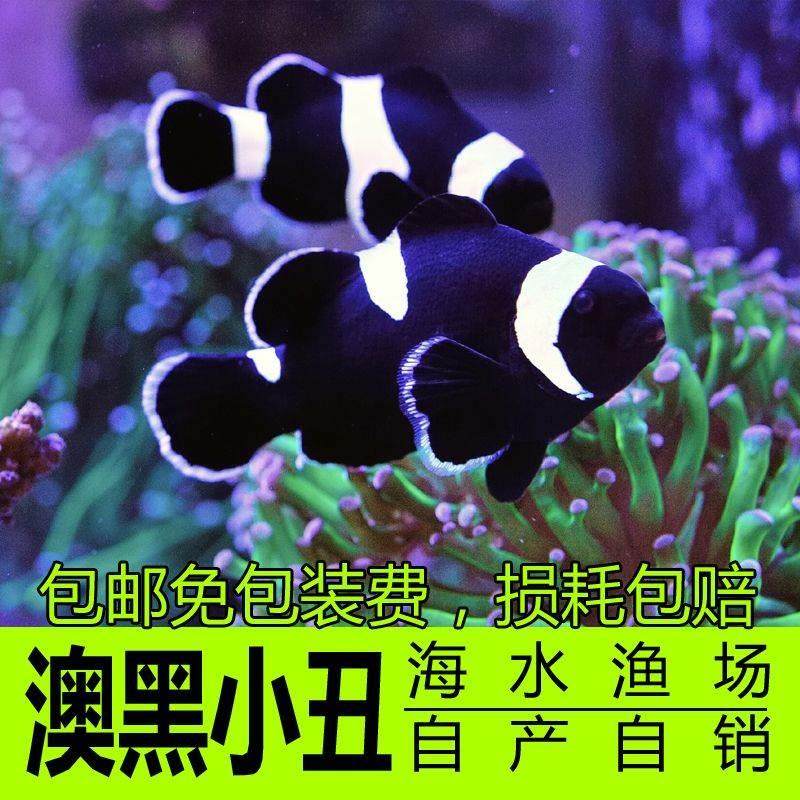 新手入门海水鱼活体人工小丑鱼澳黑小丑鱼奥黑小丑鱼黑公子小丑鱼