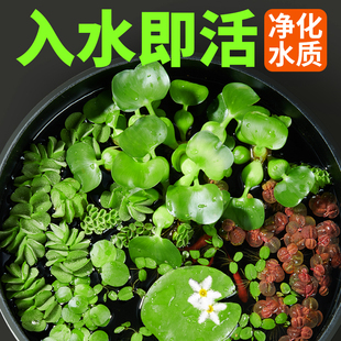 水草植物鱼缸浮萍一叶莲水葫芦古法养鱼金鱼缸造景水芙蓉浮萍水草