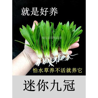 迷你九冠水草植物皇冠草古法缸鱼缸造景绿九冠阴性新手真草好养活