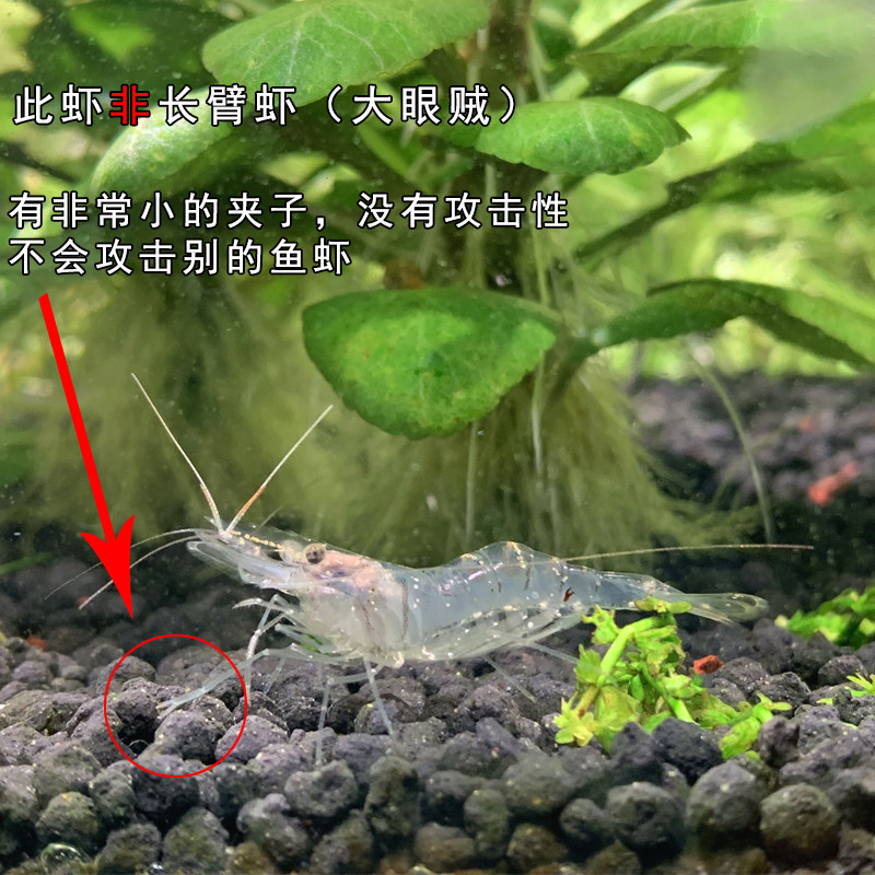 观赏除藻工具虾 秀丽白虾花腰虾活体原生清洁草缸 小宠物淡水包邮