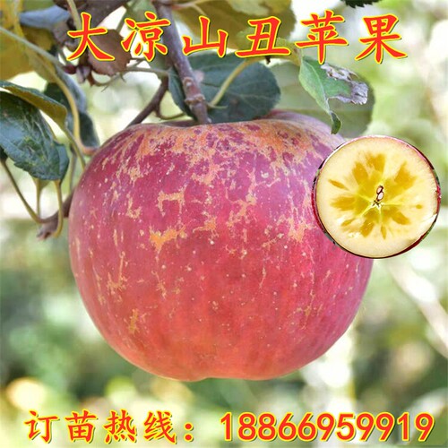 当年结果嫁接南北方种植苹果树苗