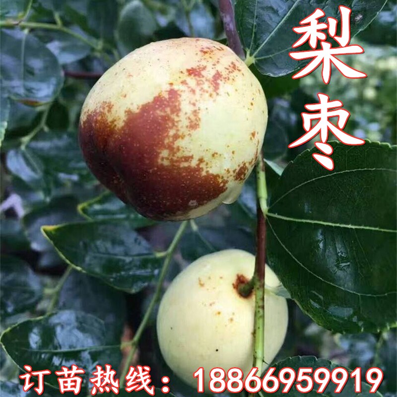 枣树苗嫁接枣子树苗梨枣苗青枣子苗沾化冬枣苗南北方种植当年结果