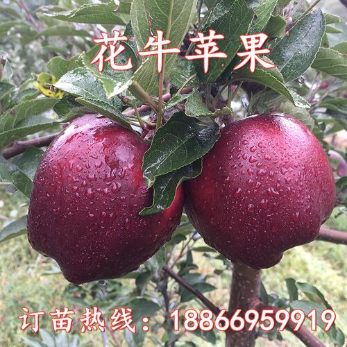 嫁接矮化南北方盆栽地栽苹果树苗