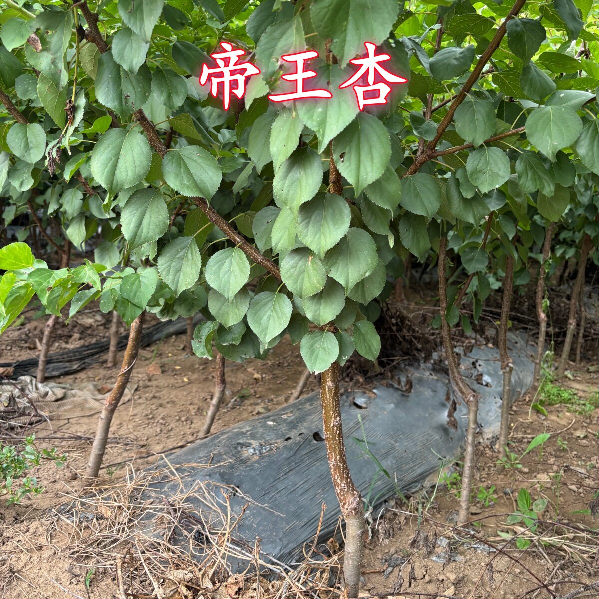 嫁接杏树苗特大早熟甜杏子苗南方北方种植盆栽地栽果树苗当年结果