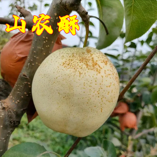 嫁接梨树苗晚熟新品种脆甜山农酥梨大白梨苗庭院南北方种当年结果