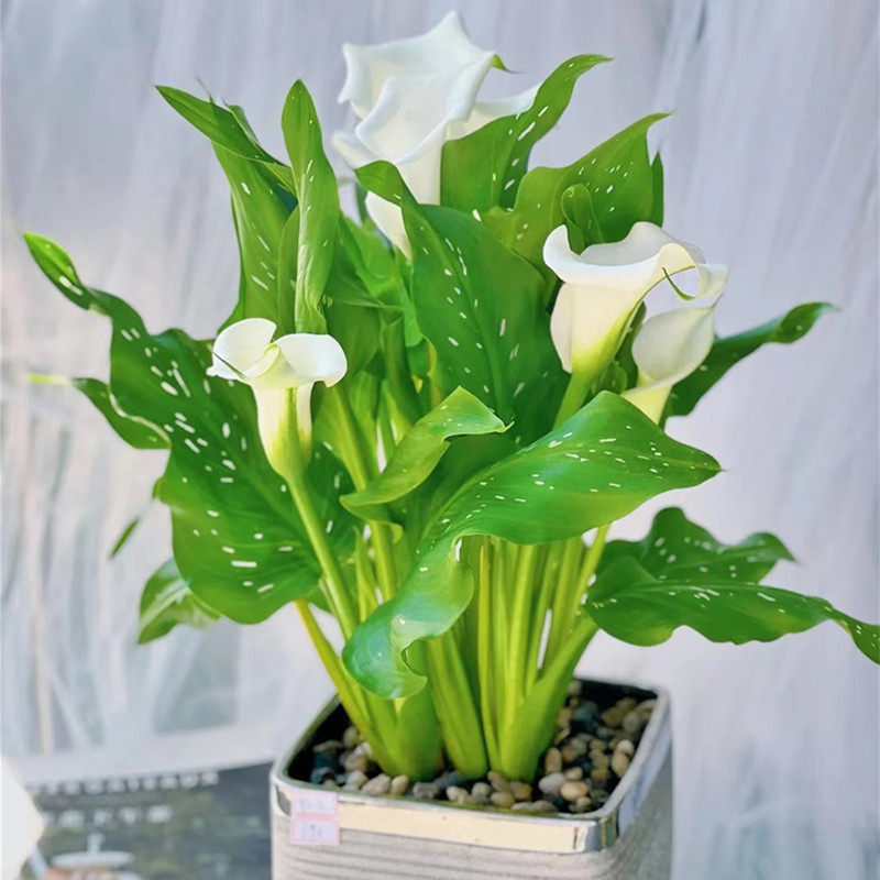 彩色马蹄莲种球进口多年生根块耐寒庭院阳台盆栽风信子百合花卉,家居饰品,仿真花/假花,淘宝优惠券,粉丝福利购,淘宝优惠卷