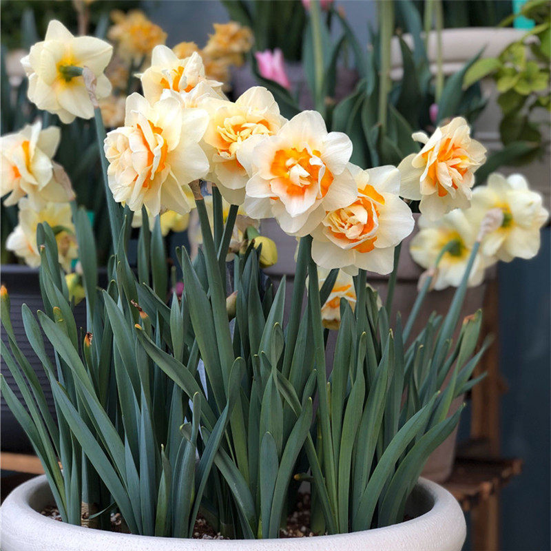 洋水仙种球室内围裙水仙四季土养开花盆栽耐寒球根植物多年生花卉,家居饰品,仿真花/假花,淘宝优惠券,粉丝福利购,淘宝优惠卷