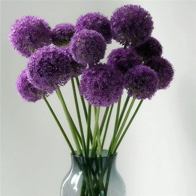 大花葱种球荷兰进口耐寒花卉多年生盆栽植物庭院地栽大葱花风信子