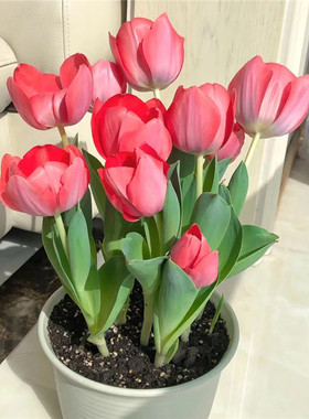 进口郁金香5颗大种球5度球四季种植阳台耐寒土水培盆栽风信子花卉