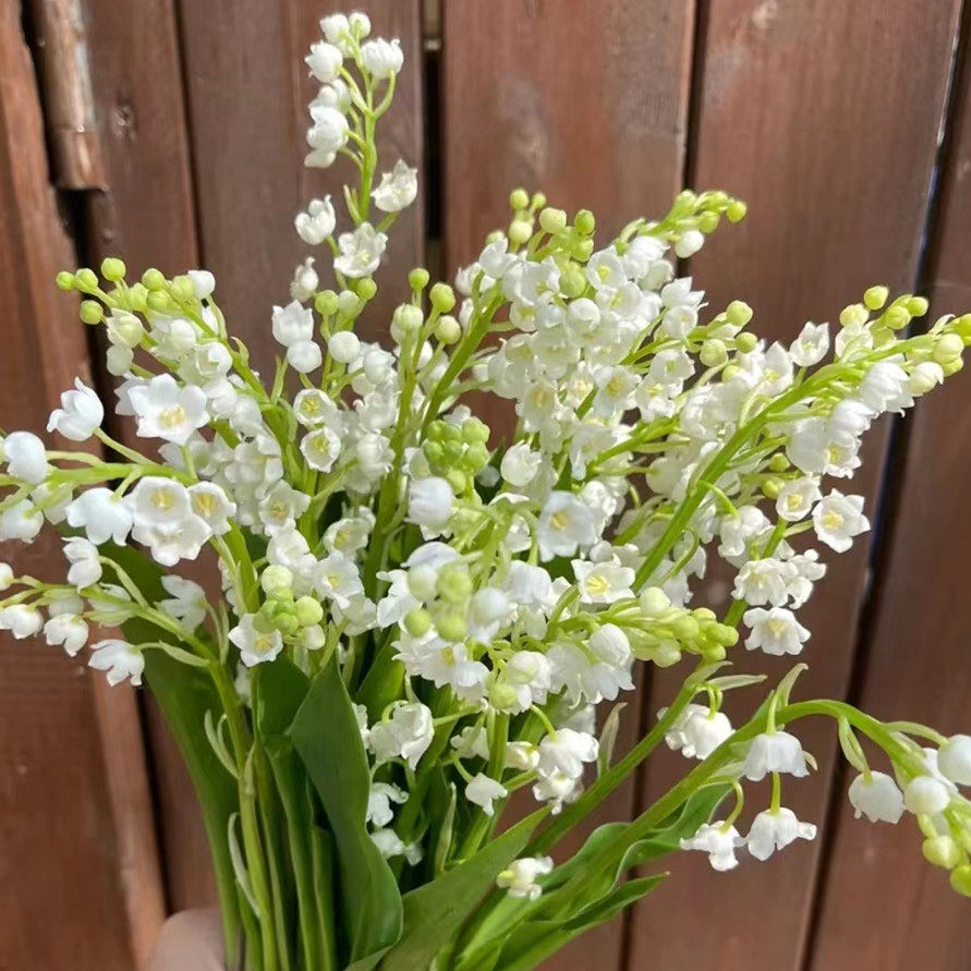 带芽铃兰花15颗球根耐寒庭院阳台网红手捧花浓香风信子易活花卉