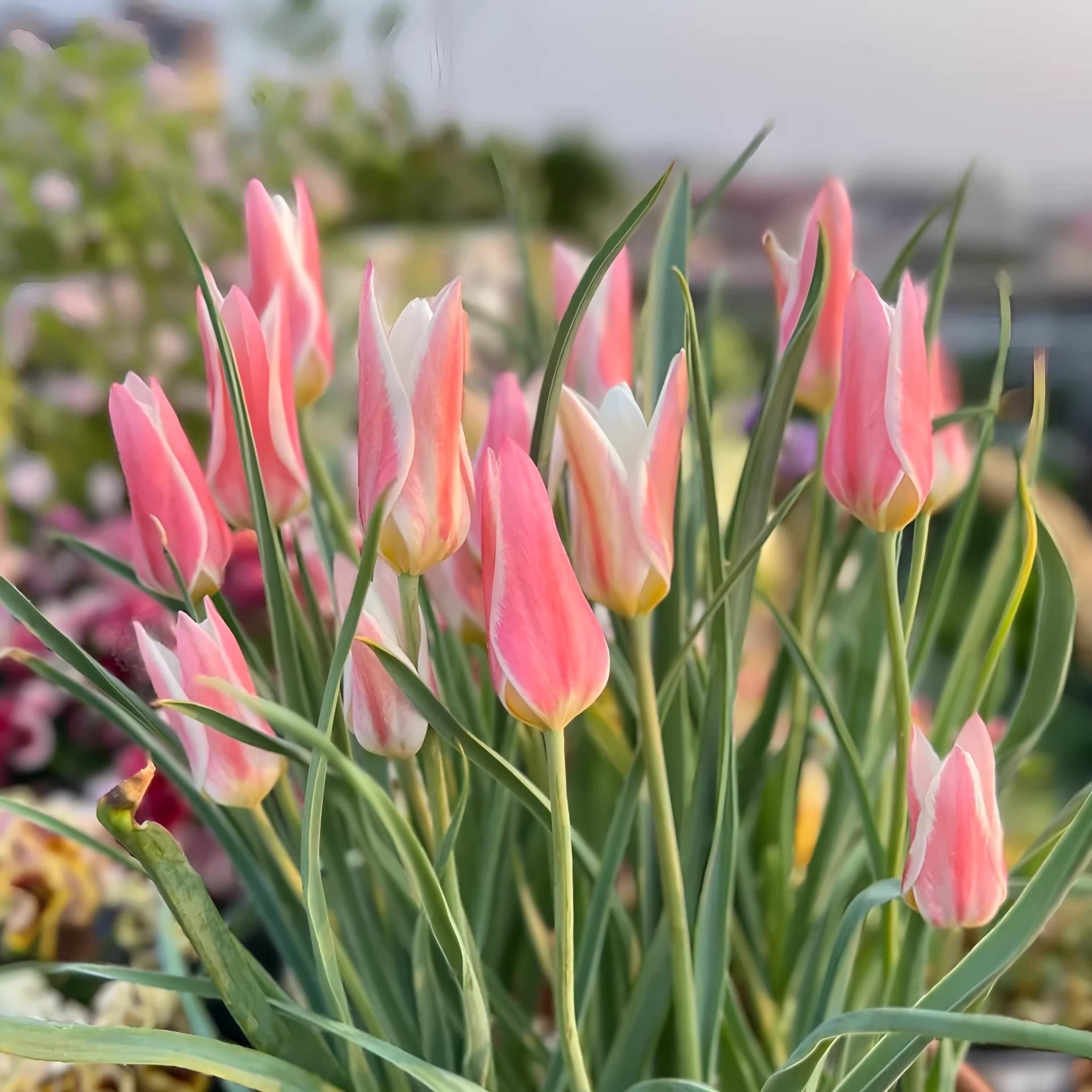 原生郁金香种球进口小型球根土培耐寒多年生复花花卉庭院室内种植,家居饰品,仿真花/假花,淘宝优惠券,粉丝福利购,淘宝优惠卷