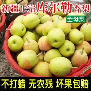新疆库尔勒香梨当季水果整箱毛重14斤包邮新鲜梨子特级脆甜全母梨