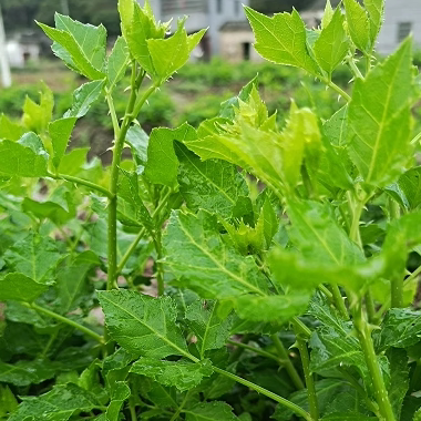 全嫩恩平新鲜苦刺10公分野菜