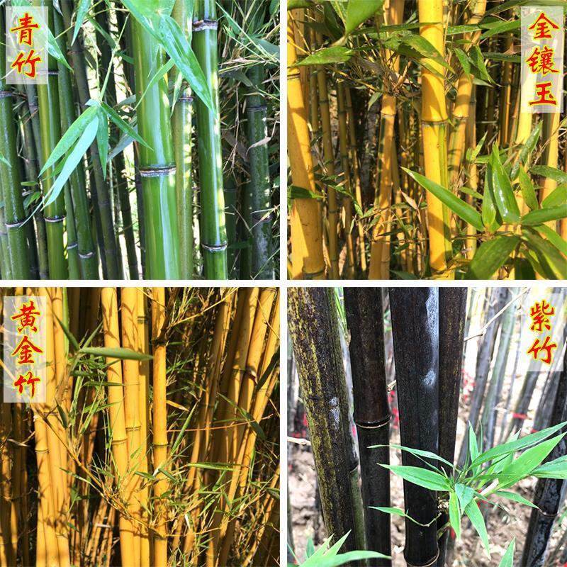 u0028苗青紫竹湘妃竹竹子常青青u0029竹苗耐寒玉庭院镶四季金小2