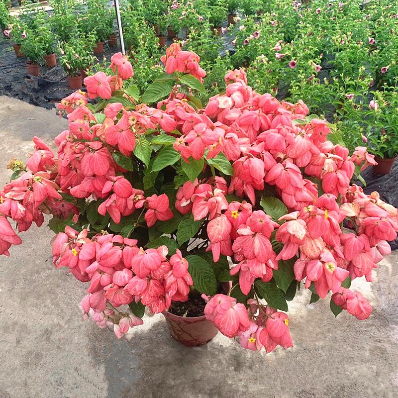 粉叶金花粉纸扇盆栽成品带花苞阳台花园庭院花镜耐晒耐热木本花卉