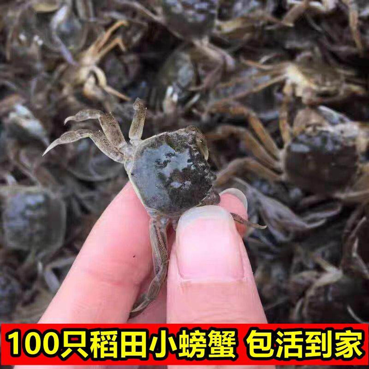 鲜活100只淡水盘锦河蟹扣蟹稻田蟹养殖公母蟹苗幼苗小螃蟹活蟹
