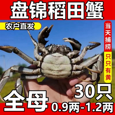 全母30只盘锦河蟹特大闸蟹