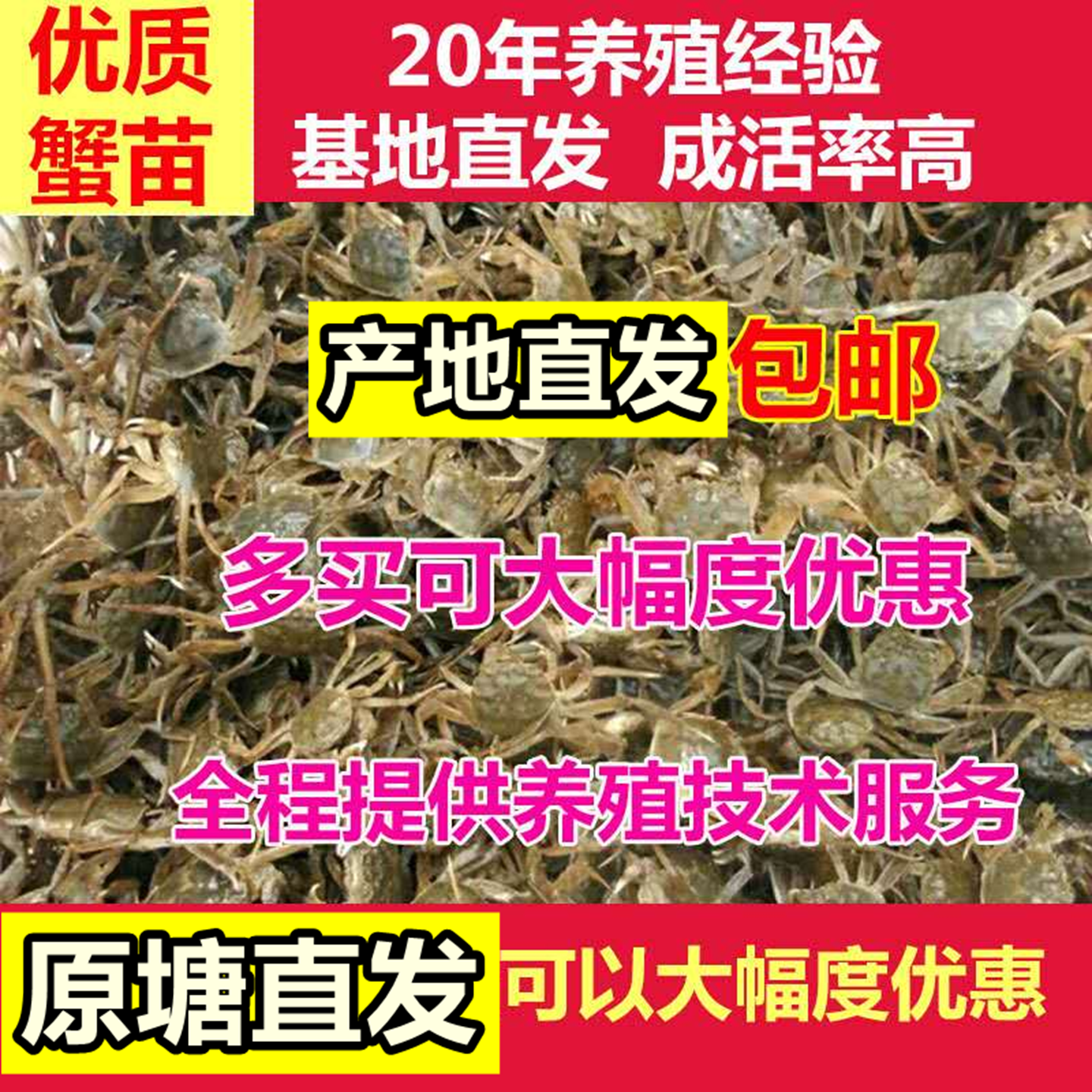 盘锦河蟹大闸蟹苗中华绒螯长江淡水蟹苗养殖活蟹扣蟹毛蟹小螃蟹苗