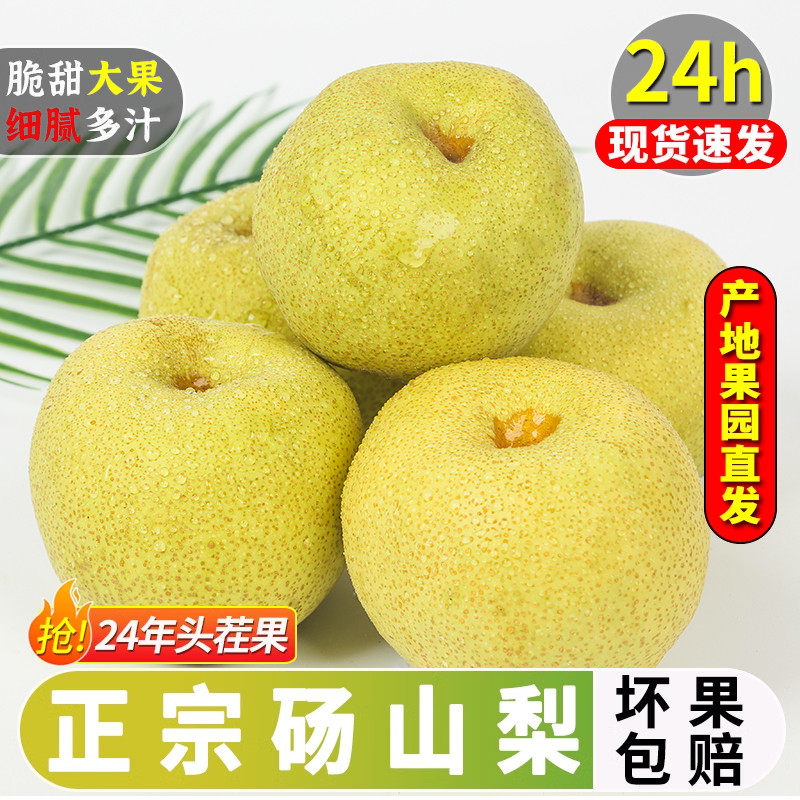 正宗砀山梨梨子新鲜10斤特大果