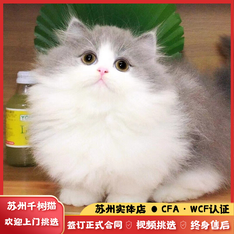 拿破仑矮脚猫长毛猫长毛矮脚纯种血统蓝白宠物猫活物幼崽苏州猫舍