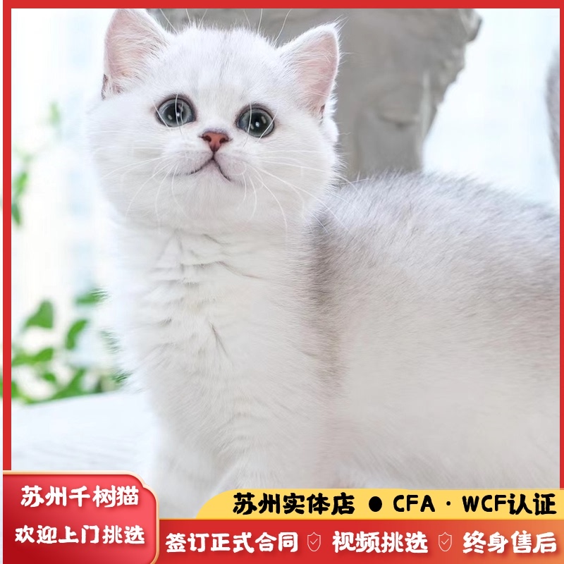 银渐层英短猫银点纯种幼猫英国短毛猫白色血统活物体