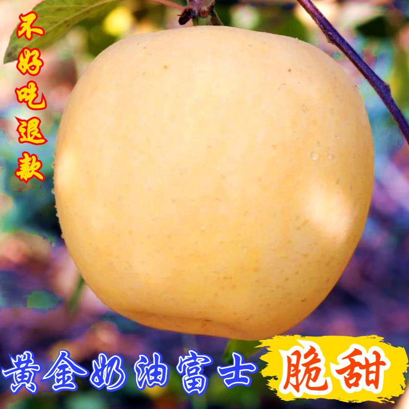 奶油富士苹果山东烟台黄金奶油富士黄苹果白色冰糖心新鲜脆甜水果
