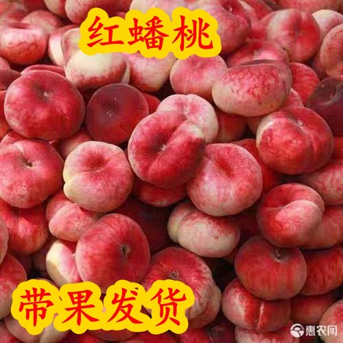 桃树盆栽带果发货美国毛蟠桃保真