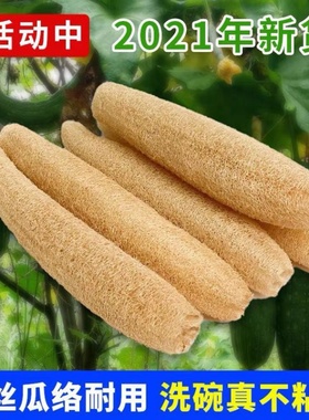 老水瓜络洗碗刷下奶药用搓澡巾带皮干软丝瓜筋整条瓜瓤布壳渣