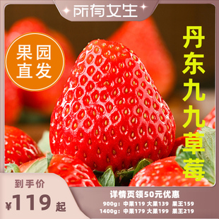 现摘 丹东99草莓红颜九九大草莓新鲜水果应季 所有女生直播间