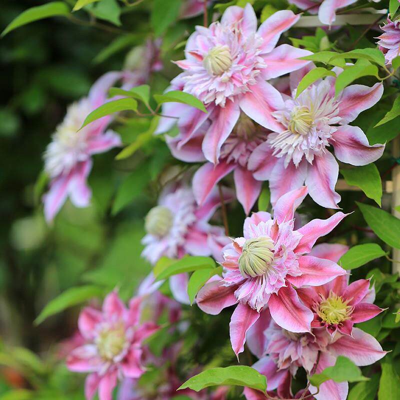 铁线莲 约瑟芬大苗 经典耐热重瓣品种多年生爬藤植物