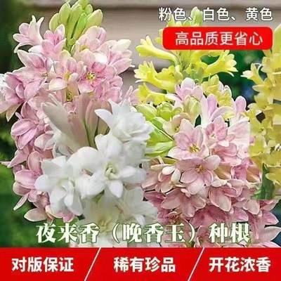 夜来香花苗晚香玉花苗浓香型多年生植物室内外庭院四季易种活花y