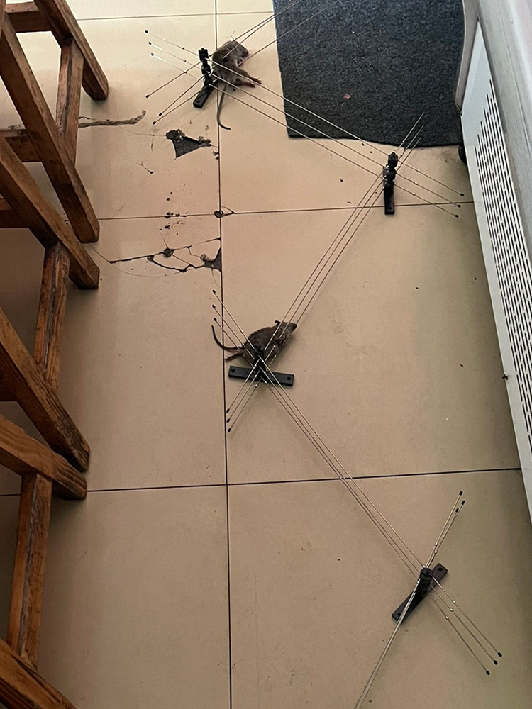 PROFESSIONAL RAT TRAP GRID BOXED SET OF SELF-STABILIZING NO NEED TO GUARD THE HOUSEHOLD INDOOR AND OUTDOOR CONTINUOUS PRECISION TO PREVENT RODENT EXTERMINATION