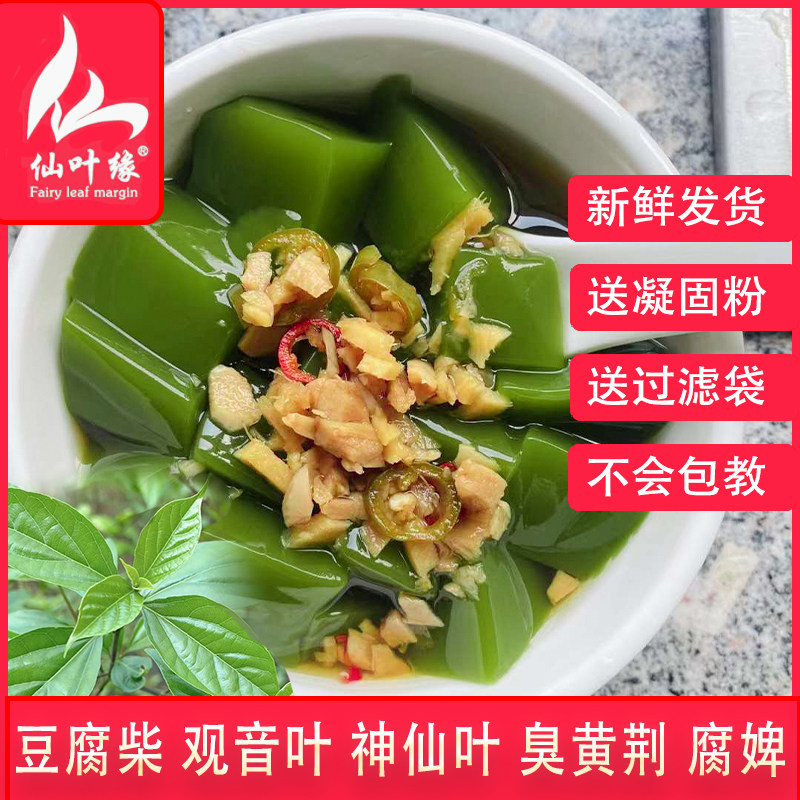 豆腐柴鲜叶神仙斑鸠臭黄荆叶观音树叶温州泰顺野菜