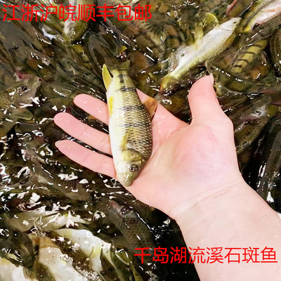 千岛湖新鲜淡水原生态小溪鱼