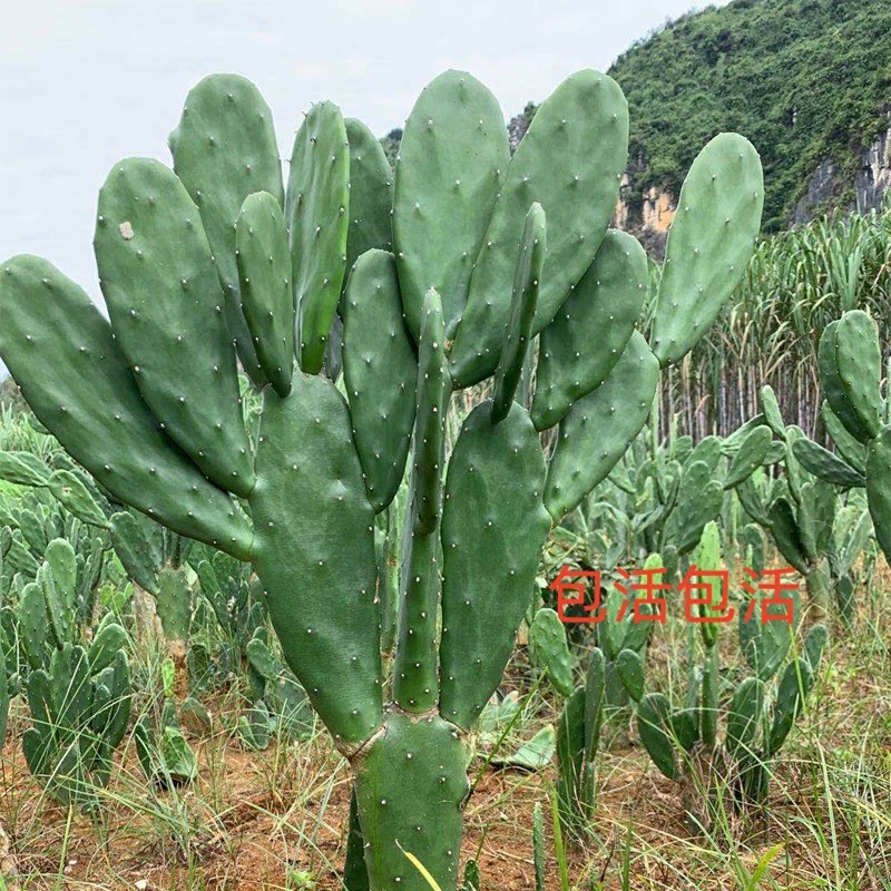 米邦塔可食用仙人掌多肉大型绿植盆栽耐寒室内户外造景好看易养活