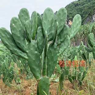 米邦塔可食用仙人掌多肉大型绿植盆栽耐寒室内户外造景好看易养活