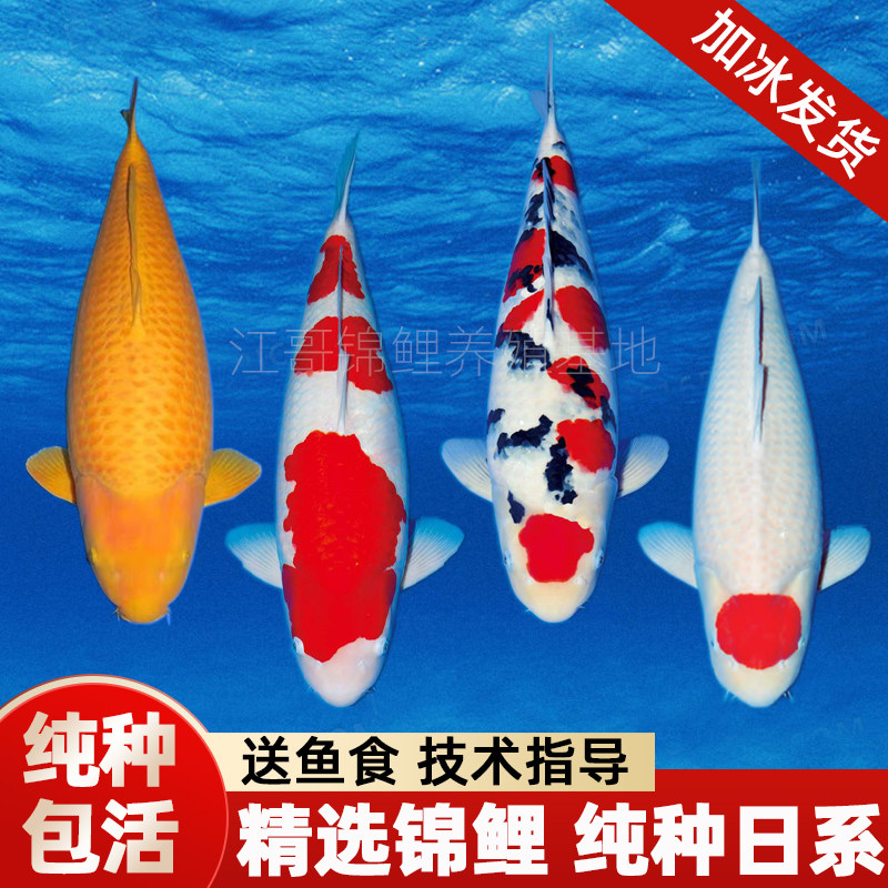 丹顶锦鲤活鱼红白茶鲤芥子日系精品好养耐活冷水淡水精品观赏鱼
