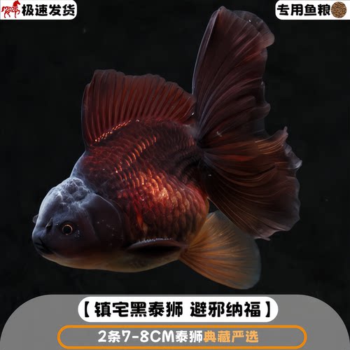【波妞千褶泰狮】 泰狮