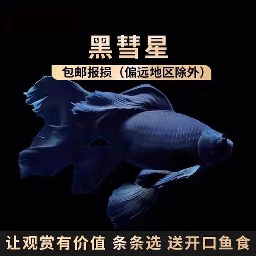 黑彗星黑色墨蝶蝴蝶鲤鱼活体观赏鱼七鳍大尾冷水风水鱼