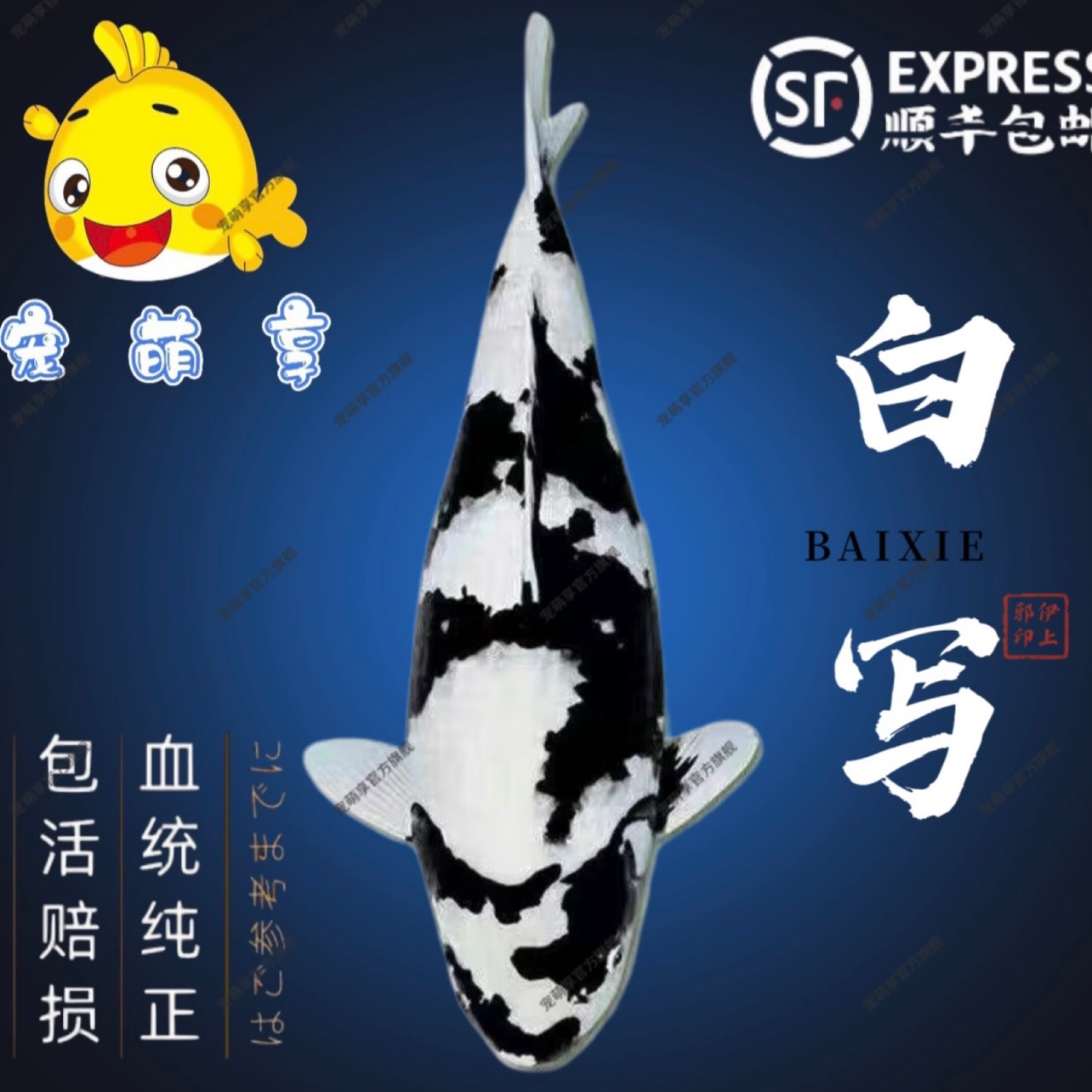 锦鲤纯种白写观赏鱼好养耐活