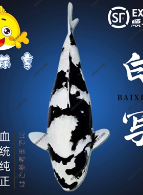 日系锦鲤活鱼白写黑白重墨冷水观赏鱼小型好养耐活淡水鱼