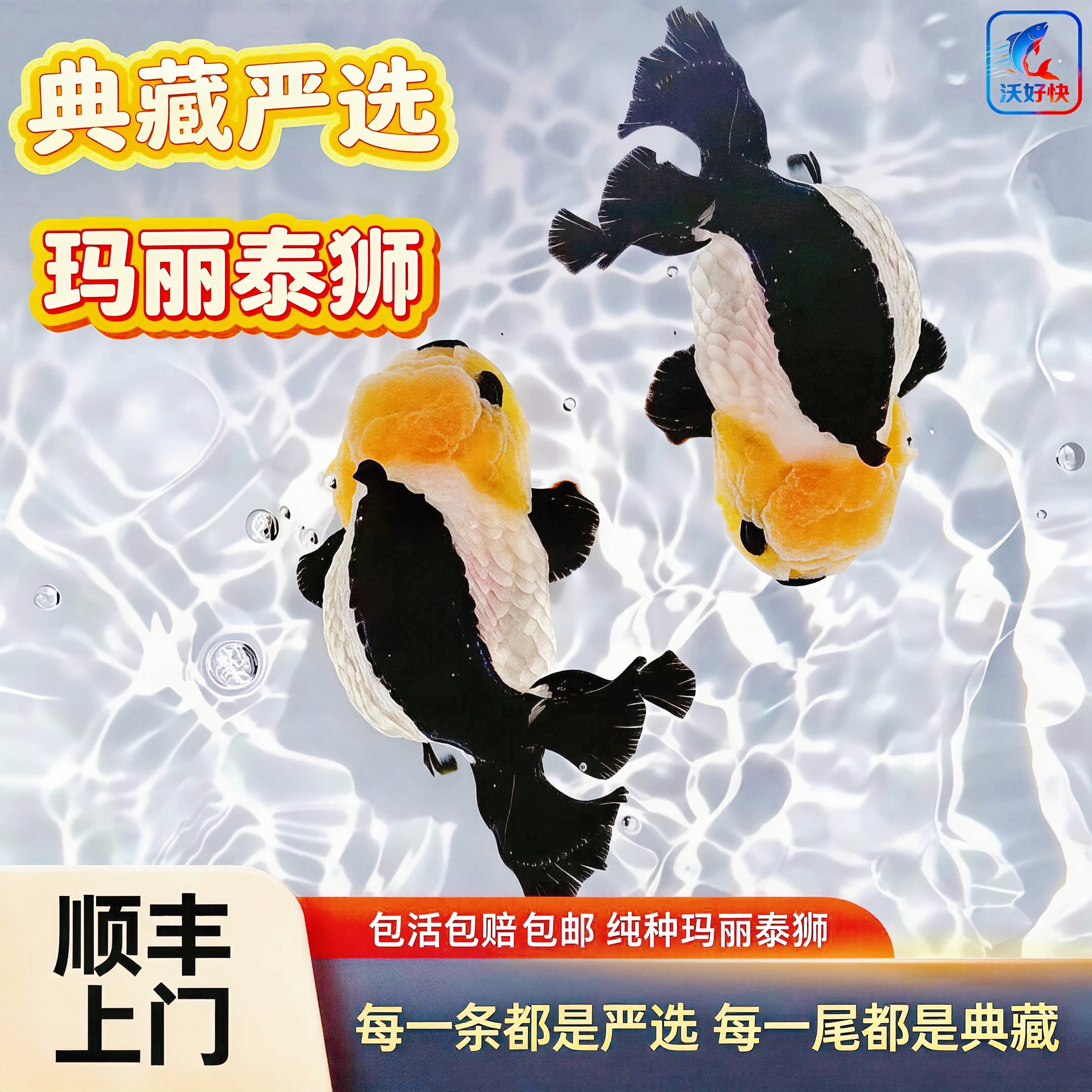 发顺丰严选典藏玛丽泰狮金鱼黑白三色玛丽观赏鱼冷水鱼好养耐活