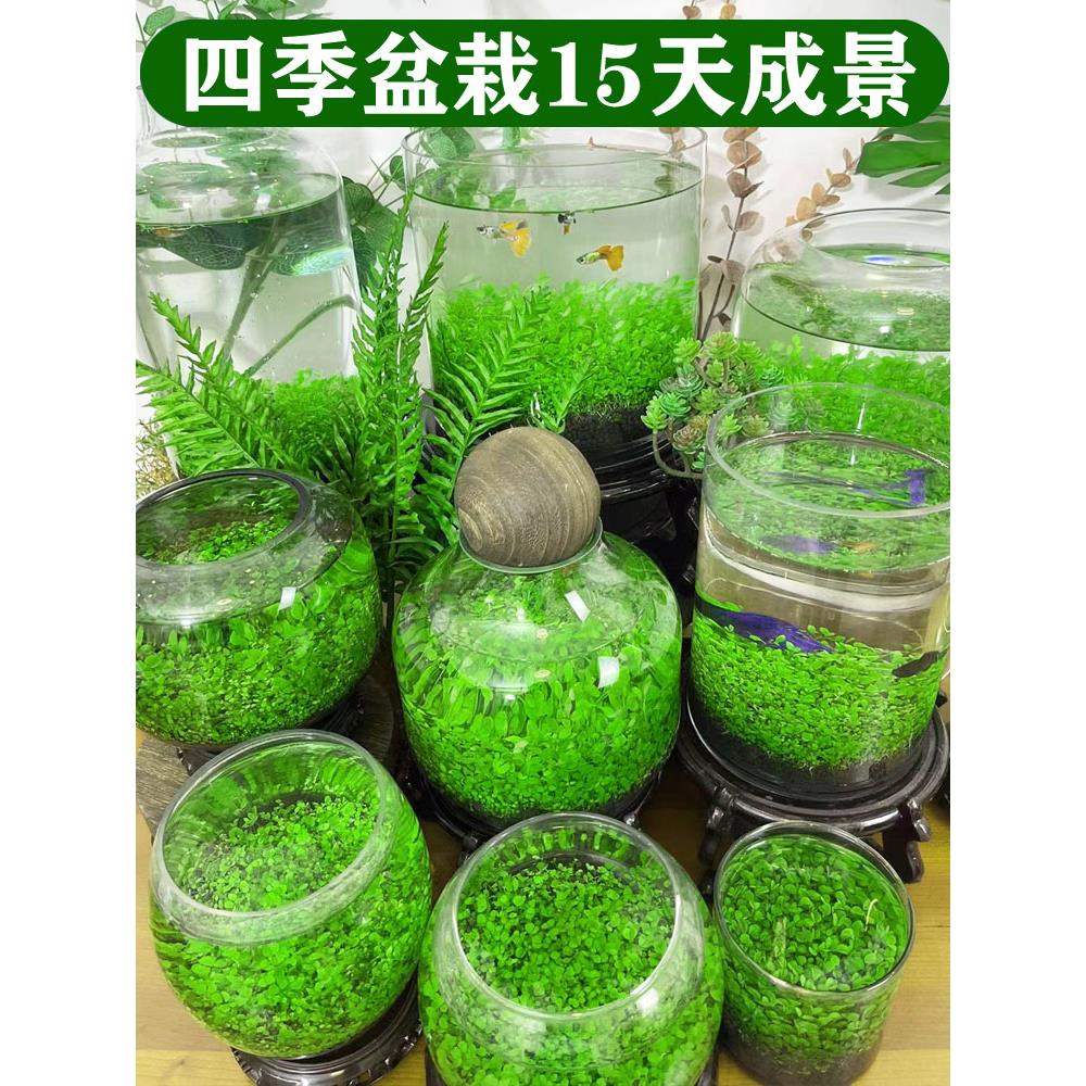 生态玻璃鱼缸小型乌龟缸水草种子籽植物真草造景桌面客厅家用装饰
