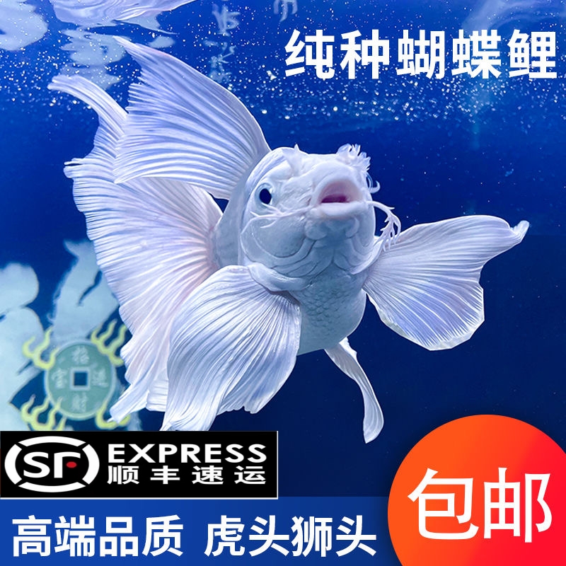 沃好快淡水鱼观赏鱼台湾蝴蝶鲤