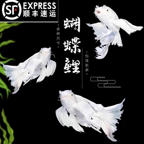 高品质蝴蝶鲤观赏鱼淡水
