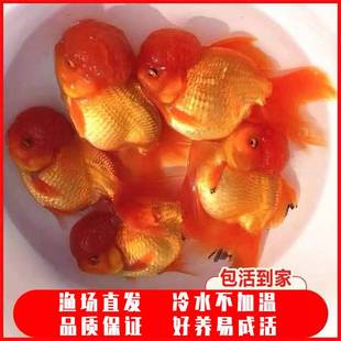 金鱼活体红狮金鱼狮子头黑泰狮百褶泰狮金鱼国狮好养易活淡水