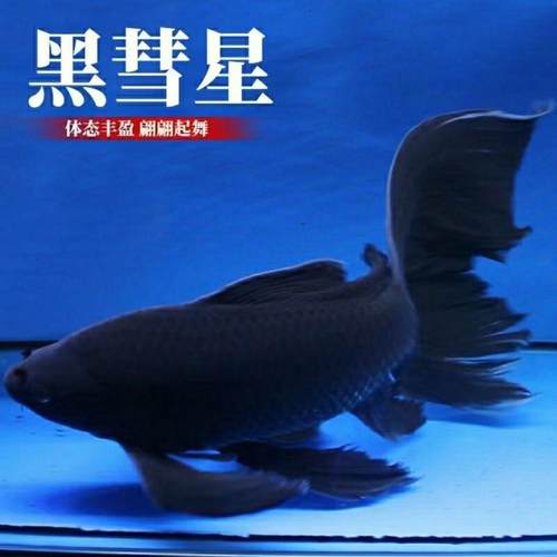 黑彗星蝴蝶精品镇宅招财鱼淡水冷水观赏长短尾好养耐活