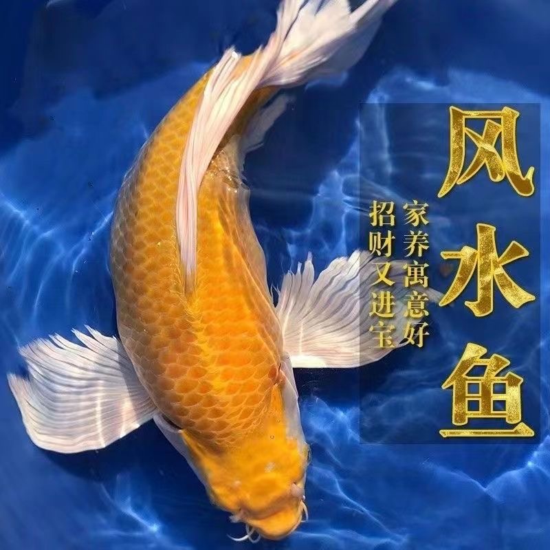 台湾彗星招财鱼淡水纯种鱼招财
